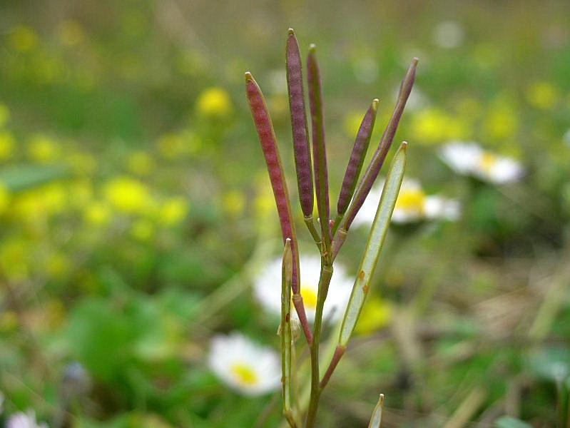 Cardamine hirsuta / Billeri primaticcio